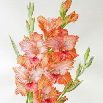гладиолус (1)