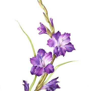 гладиолус (34)