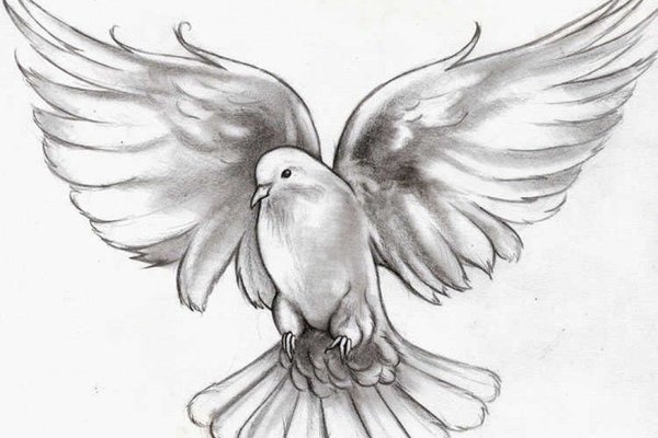 голубь (61)