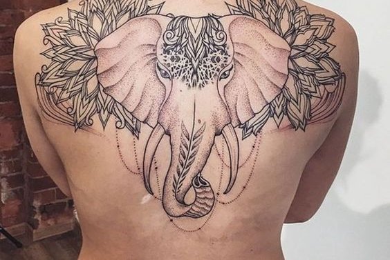 индийский слон (10)