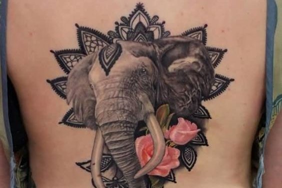 индийский слон (43)